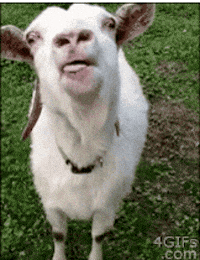 tasty goat GIF