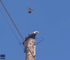 "It’s All About the Attitude!": Small Bird Chases Off Bald Eagle Perched Too Close to Nest