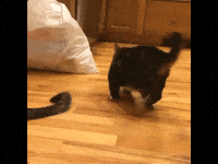 cat share GIF