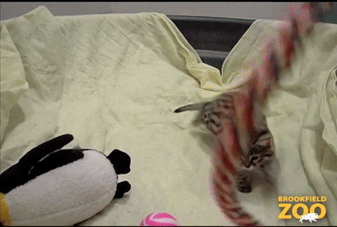 Baby Reaction GIF by Brookfield Zoo
