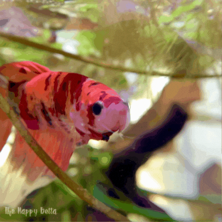 Thehappybetta giphygifmaker images fish tank betta fish GIF
