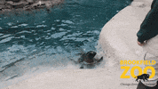 Sea Lion Hello GIF by Brookfield Zoo