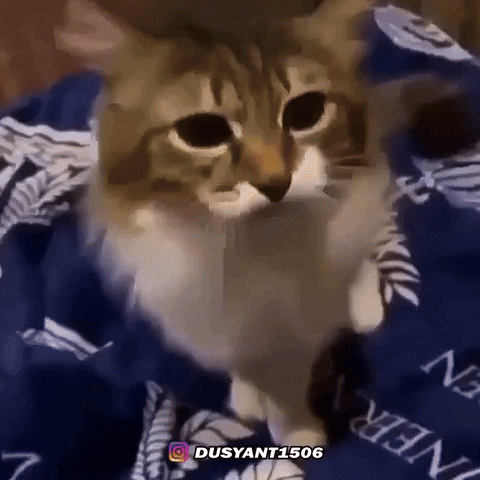 Angry Cat GIF