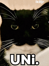 Cat Staring GIF
