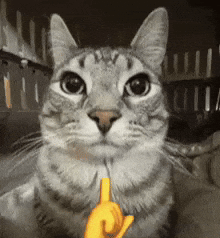 Sigma Cat Boy GIF by Bashar