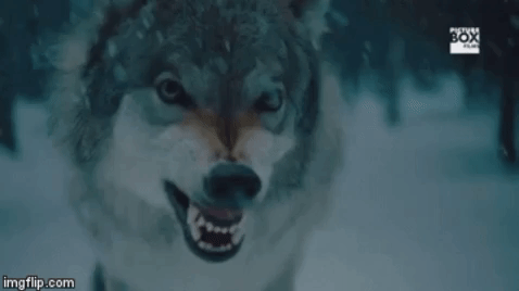 pixie13 wolf #wolves #growling GIF