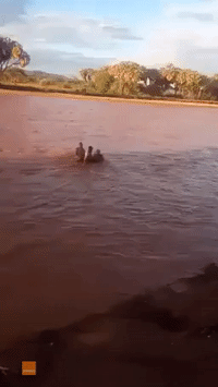 Dramatic Rescue Effort Saves Baby Elephant From Deep Waters in Kenya