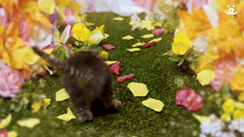 Kitten Exploring