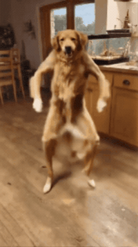 Dance Dog GIF