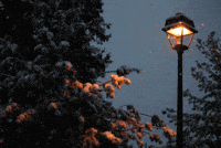 Snow Trees GIF