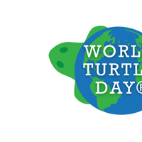 Turtles Tortoise Sticker by World Turtle Day