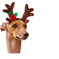 Italian Greyhound Christmas Sticker