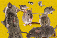 mice GIF