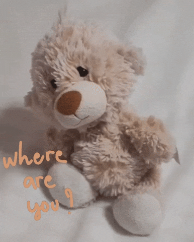 Teddy Bear Wow GIF
