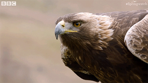 uk england GIF by BBC Earth