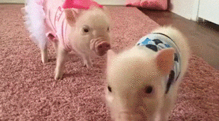 piggies bitty GIF