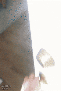 Dog Sitting GIF
