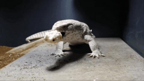 WildlifeWonders giphygifmaker GIF
