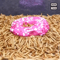 Ew Donut GIF by NowThis