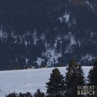 SignatureEntertainmentUK movie film movies films GIF
