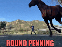 barszranch  GIF