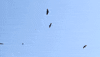 Birds Wildlife GIF by JC Property Professionals