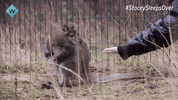 Lion King Monkey GIF