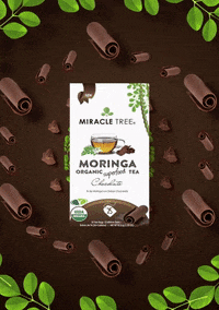 miracletreetea moringa moringa tea miracle tree miracle tree tea GIF