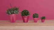 Pink Summer GIF by rustoleum