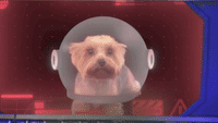 Dog in Space!