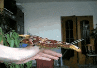 moth GIF