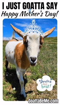 Mothers Day Pets GIF by Goatta Be Me Goats! Adventures of Java, Toffee, Pumpkin and Cookie!
