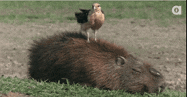 collection capybaras GIF