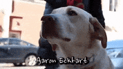 dogs GIF by Badass BK