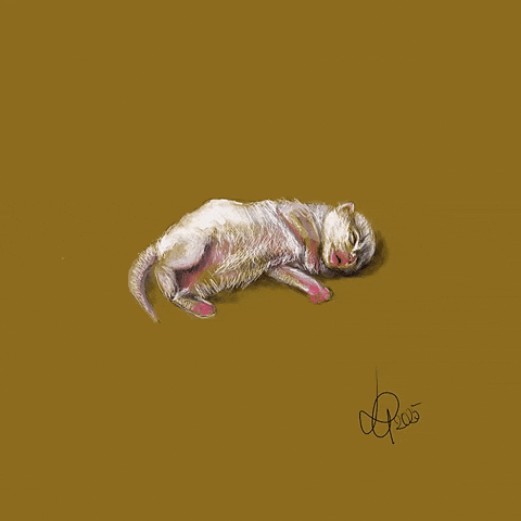 White Cat Cats GIF