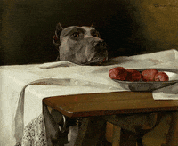 Dog Please GIF by GIF IT UP