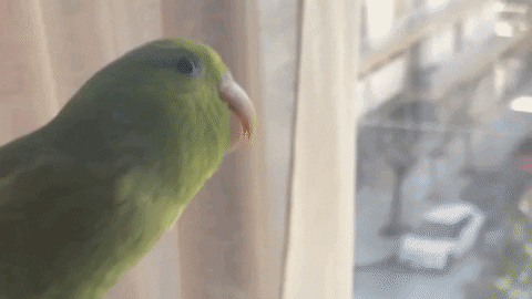 Parrot GIF