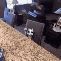 LibertySquareHQ kitten squirrel raise hand liberty square GIF