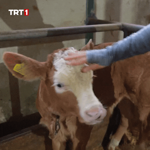 See You Love GIF by TRT