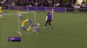 Westminster Dog Show Bee GIF by Westminster Kennel Club