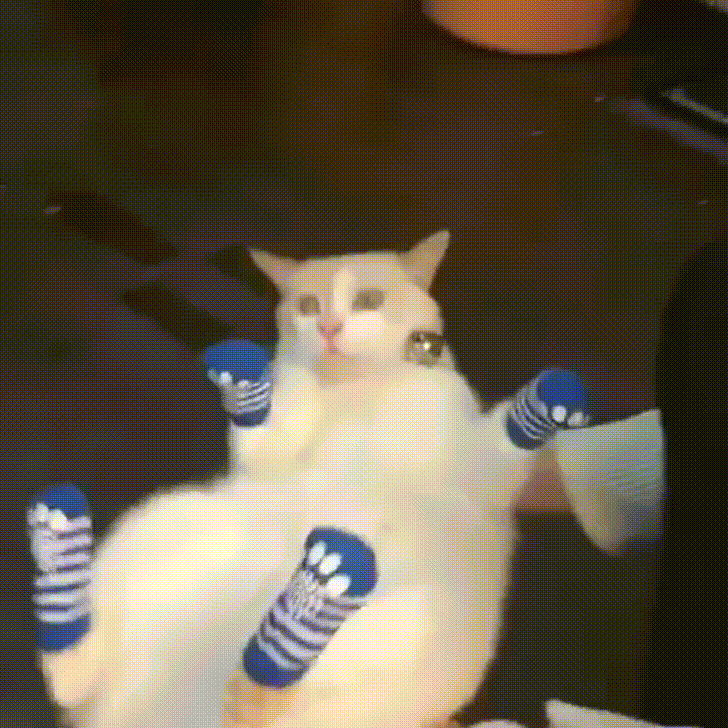 socks puss GIF