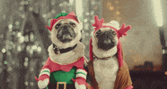 Dog Christmas GIF by Johnny Orlando