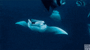 blue planet ray GIF by BBC America