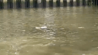 Seal Spotted in London's River Thames