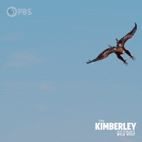 Australia Flying GIF by PBS