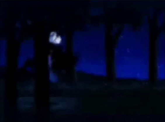 forest GIF