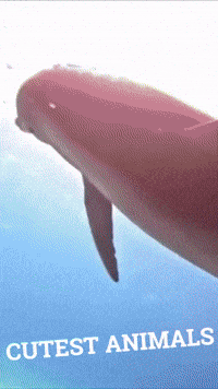 Sea Life Ocean GIF by Maria Johnsen