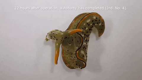 alegalazb giphygifmaker GIF