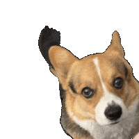 Dog Corgi Sticker