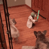 gifofdogs yoda dog GIF by Rover.com